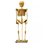 Human Skeleton (Qty In Stock:70)