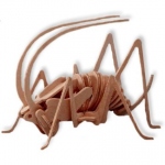 Little Cricket (In stock:46)